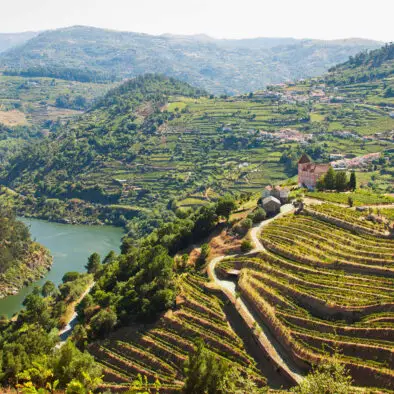 DOuro valley vineyards
